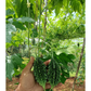 Batuk Bitter Gourd Seeds - Vachan | F1 Hybrid | Buy Online Now