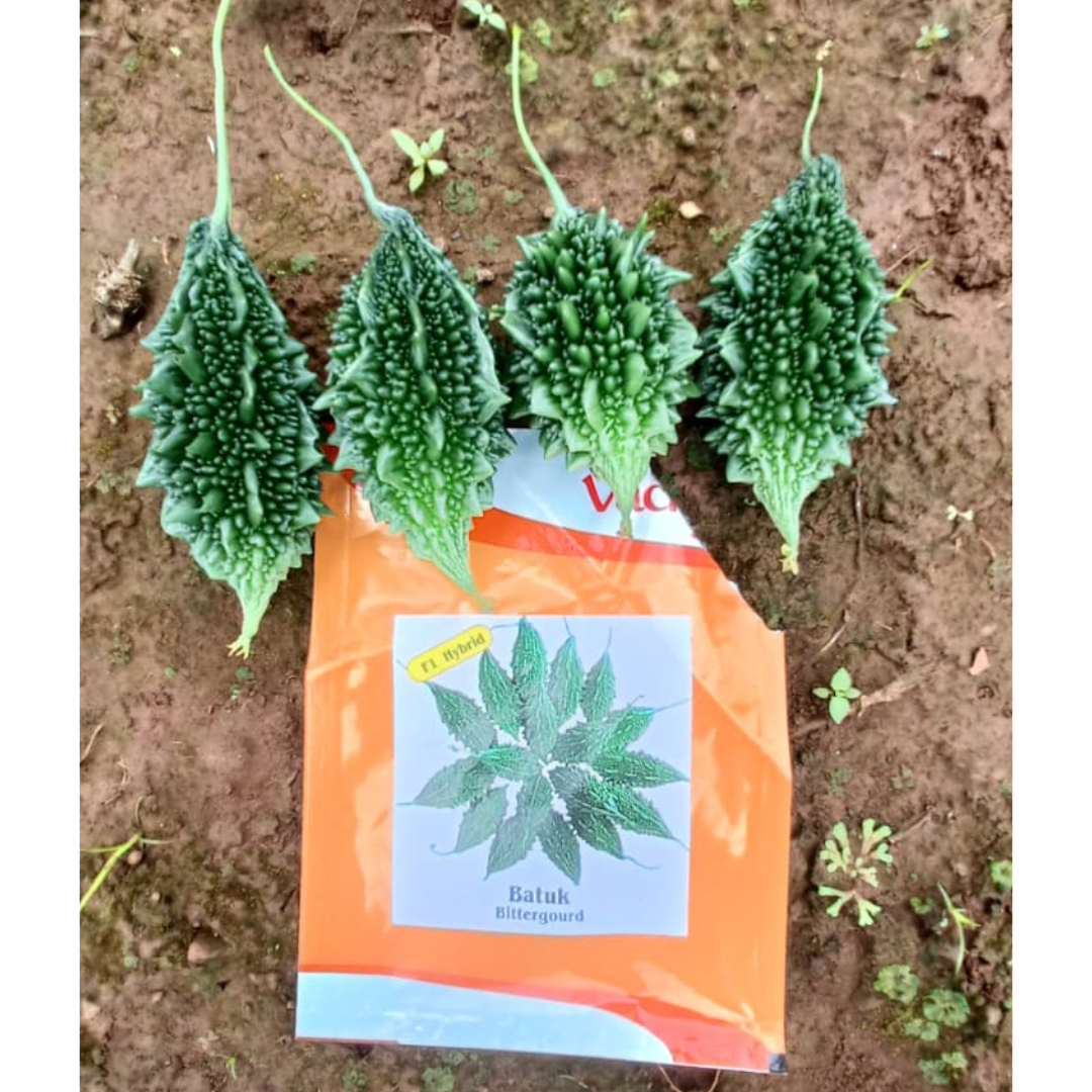 Batuk Bitter Gourd Seeds - Vachan | F1 Hybrid | Buy Online Now