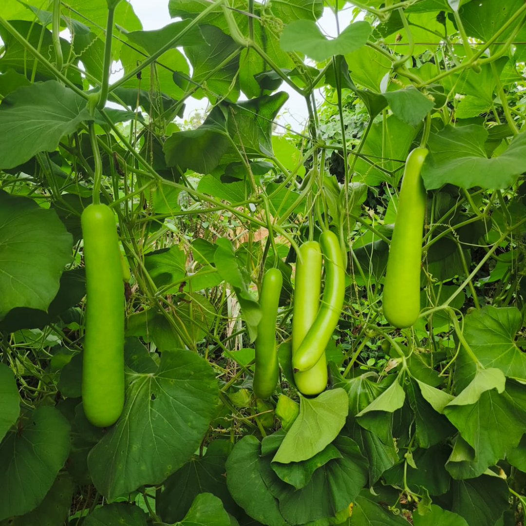 Raftar (VBGH-0462) Bottle Gourd Seeds - Vachan Seeds | F1 Hybrid | Buy Now