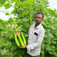Raftar (VBGH-0462) Bottle Gourd Seeds - Vachan Seeds | F1 Hybrid | Buy Now