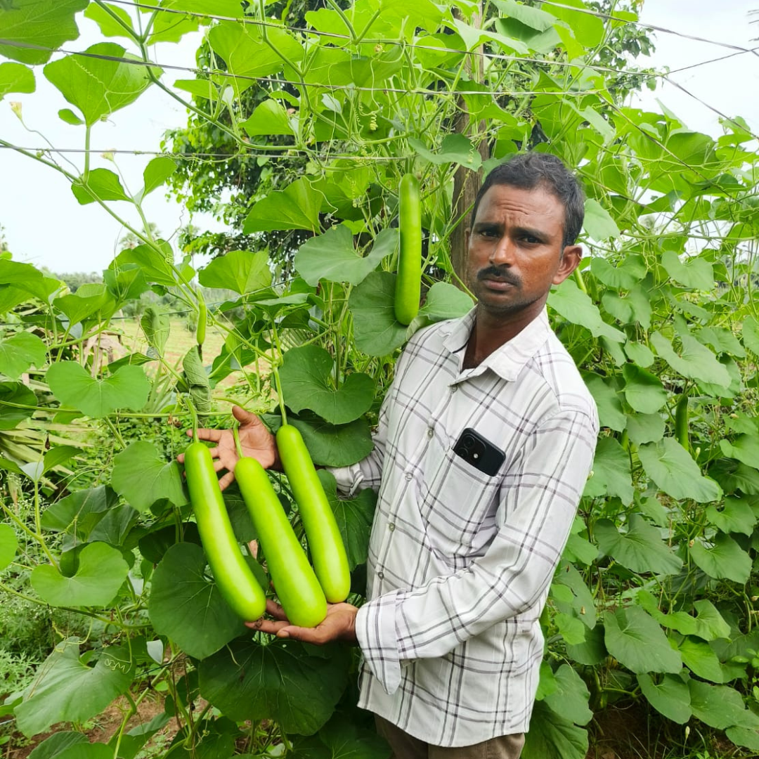 Raftar (VBGH-0462) Bottle Gourd Seeds - Vachan Seeds | F1 Hybrid | Buy Now
