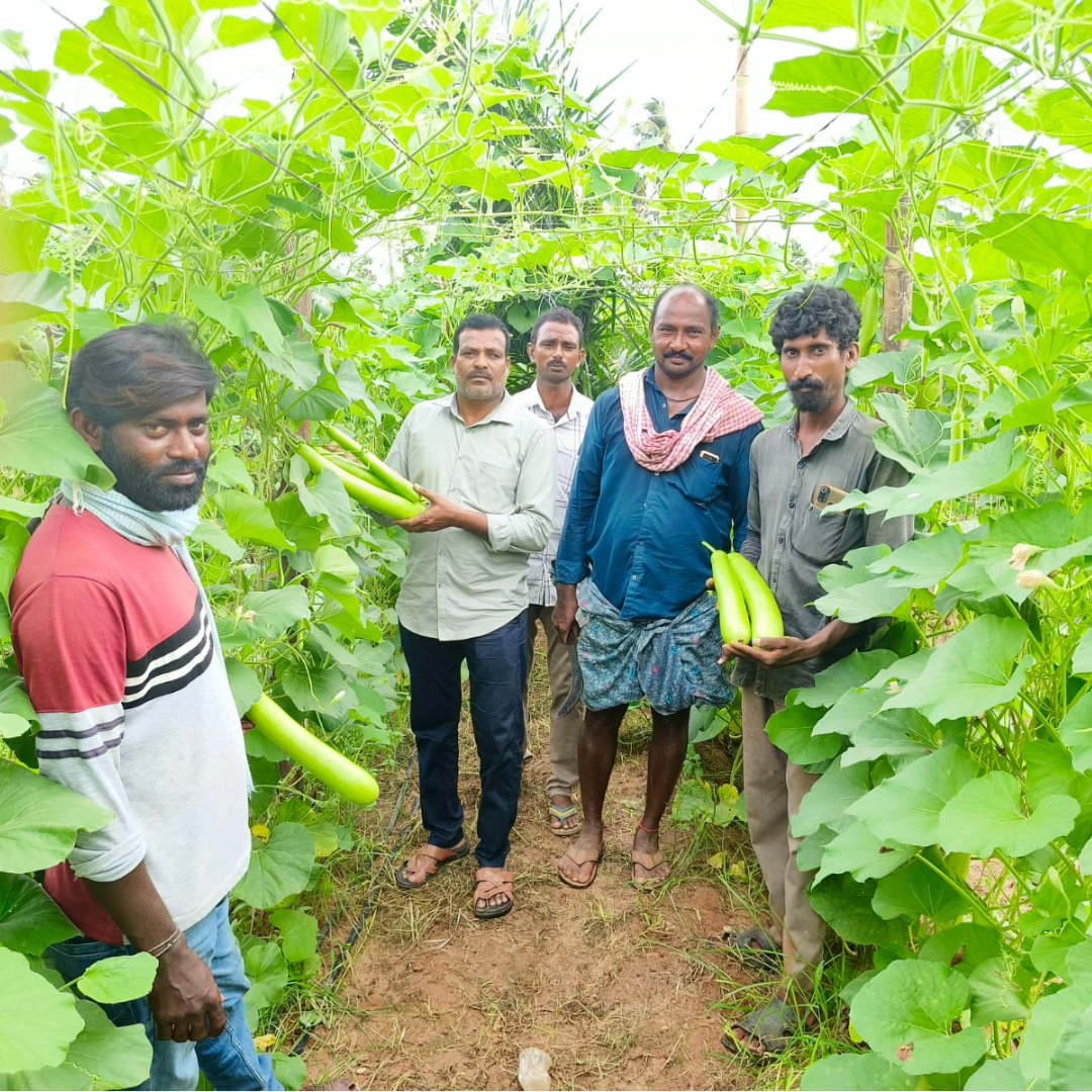 Raftar (VBGH-0462) Bottle Gourd Seeds - Vachan Seeds | F1 Hybrid | Buy Now