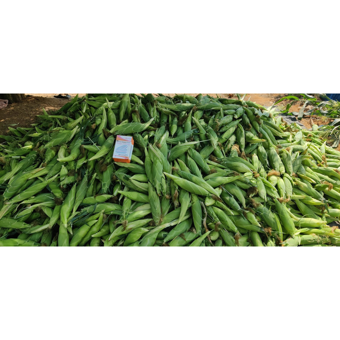 Sugar Candy Sweet Corn Seeds - Vachan Seeds | F1 Hybrid | Buy Online at Best Price