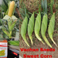 Sugar Candy Sweet Corn Seeds - Vachan Seeds | F1 Hybrid | Buy Online at Best Price