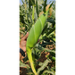 Sugar Candy Sweet Corn Seeds - Vachan Seeds | F1 Hybrid | Buy Online at Best Price