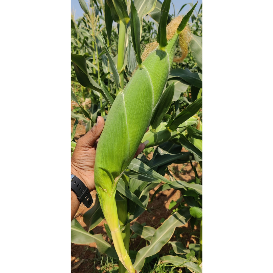Sugar Candy Sweet Corn Seeds - Vachan Seeds | F1 Hybrid | Buy Online at Best Price