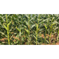 Sugar Candy Sweet Corn Seeds - Vachan Seeds | F1 Hybrid | Buy Online at Best Price