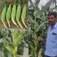 Sugar Candy Sweet Corn Seeds - Vachan Seeds | F1 Hybrid | Buy Online at Best Price