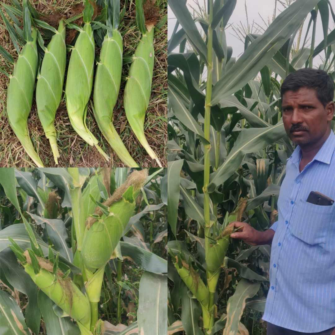 Sugar Candy Sweet Corn Seeds - Vachan Seeds | F1 Hybrid | Buy Online at Best Price