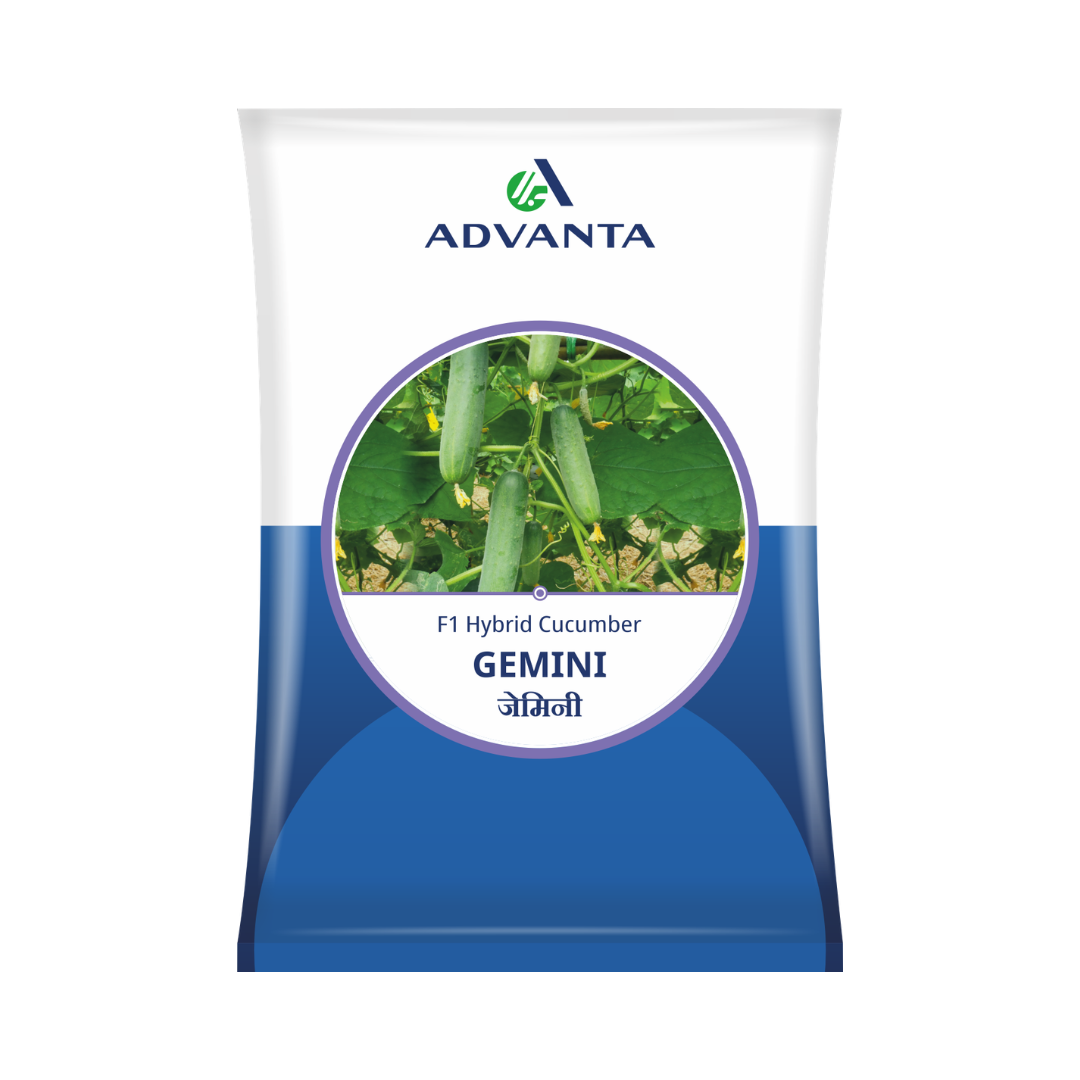 Gemini Cucumber Seeds - Advanta | F1 Hybrid | Buy Online at Best Price