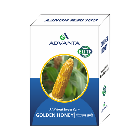 Golden Honey Sweet Corn Seeds - Advanta | F1 Hybrid | Buy Online Now