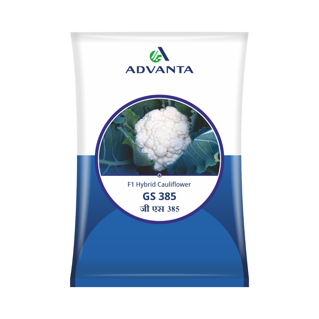 GS 385 Cauliflower Seeds - Advanta | F1 Hybrid | Buy Online Now