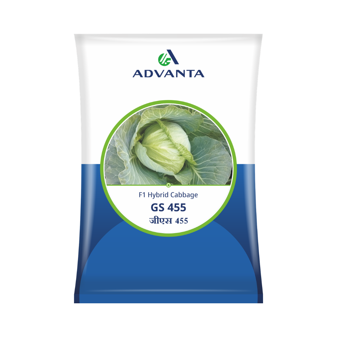 GS 455 Cabbage Seeds - Advanta | F1 Hybrid | Buy Online at Best Price