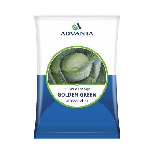 Golden Green Cabbage Seeds - Advanta | F1 Hybrid | Buy Online at Best Price