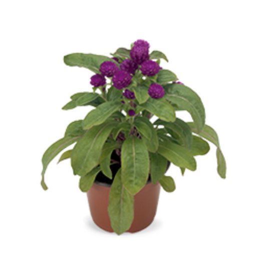 Gomphrena Globosa Buddy Purple Seeds - Benary | Buy Online Now