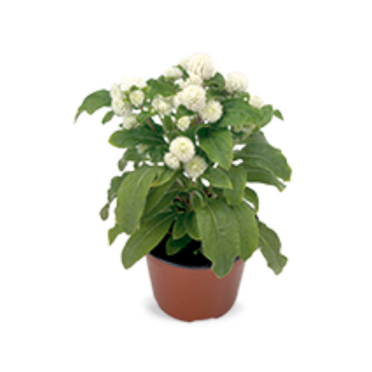 Gomphrena Globosa Buddy White Seeds - Benary | Buy Online Now