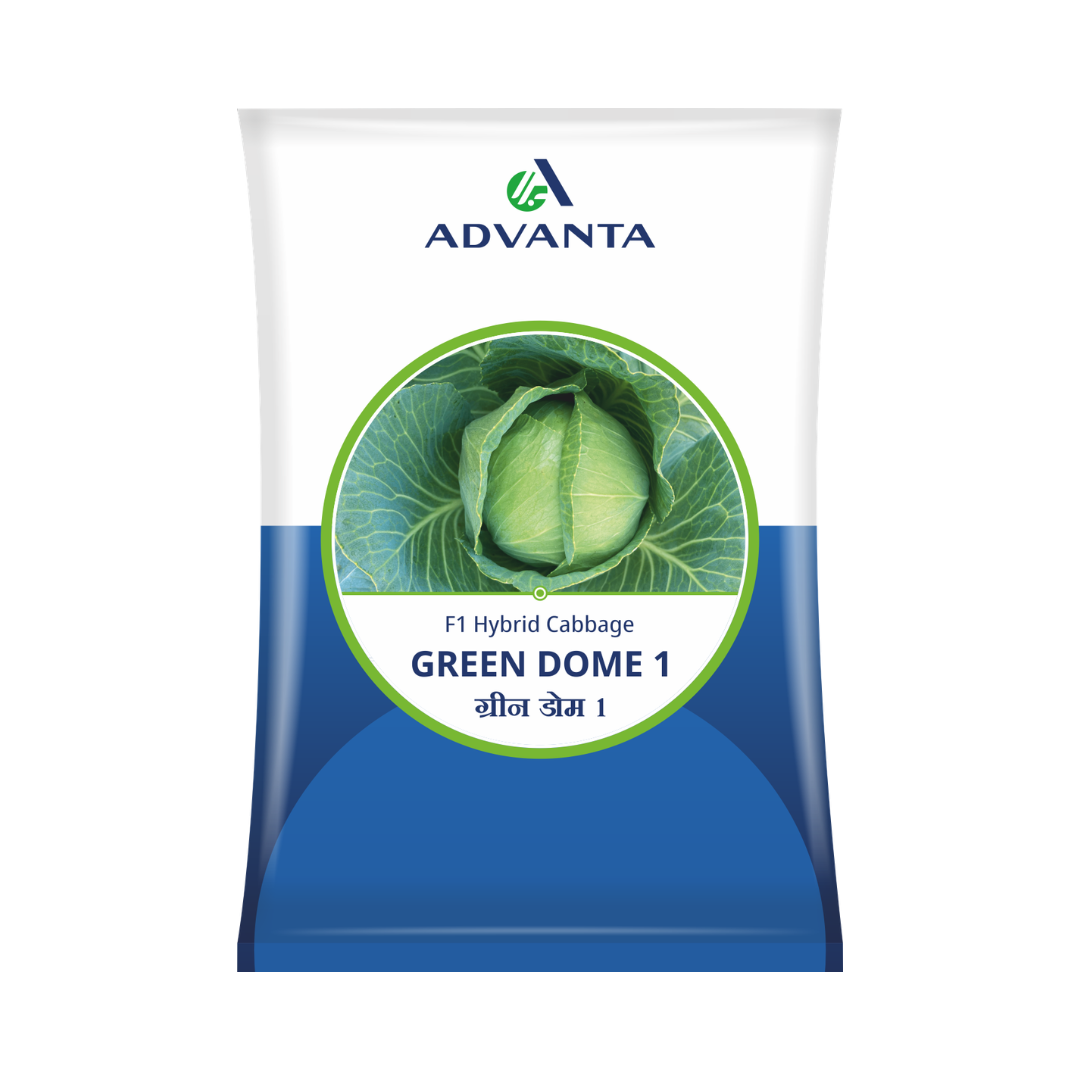 Green Dome 1 Cabbage Seeds - Advanta | F1 Hybrid | Buy Online at Best Price