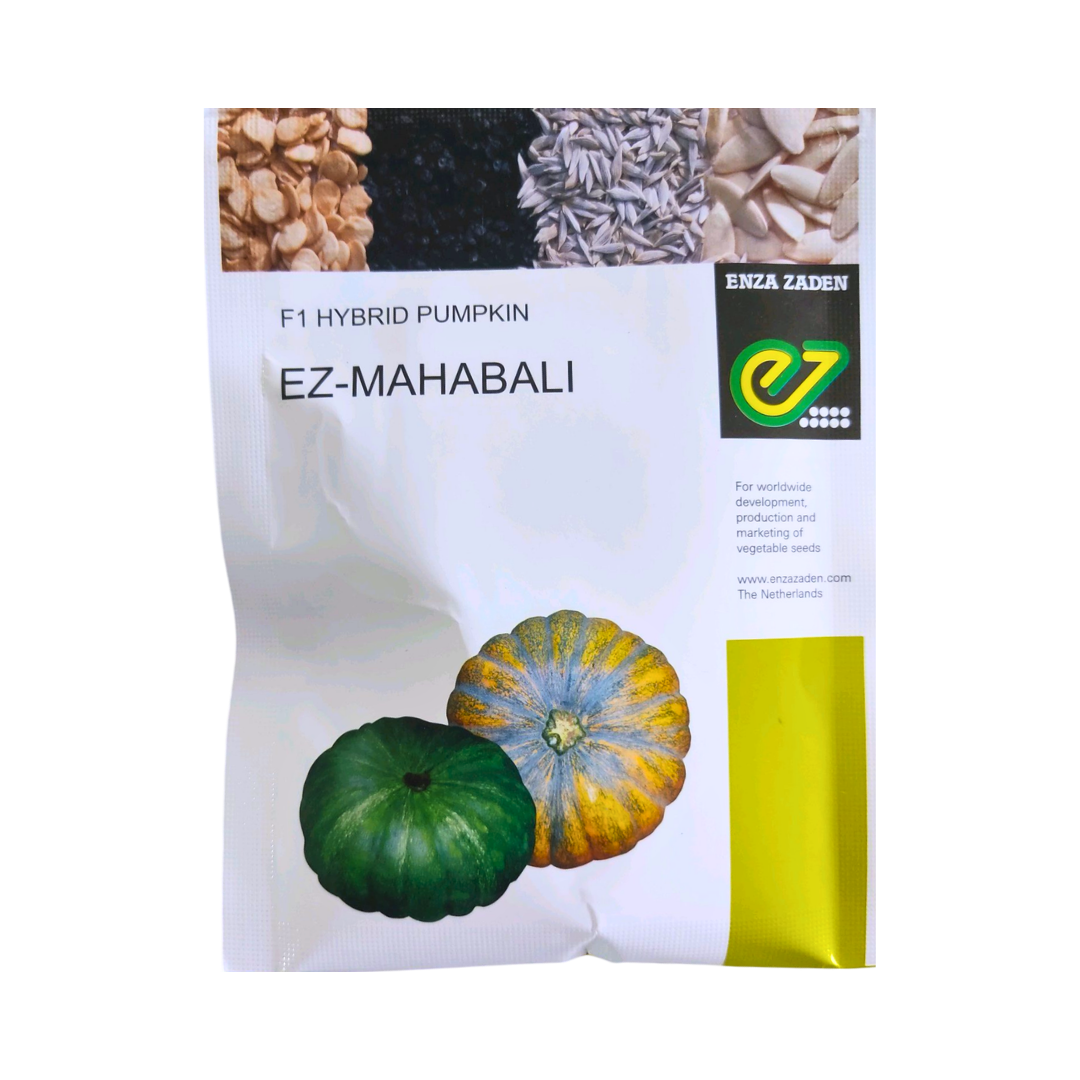 EZ Mahabali Pumpkin Seeds - Enza Zaden | F1 Hybrid | Buy Online - DesiKheti
