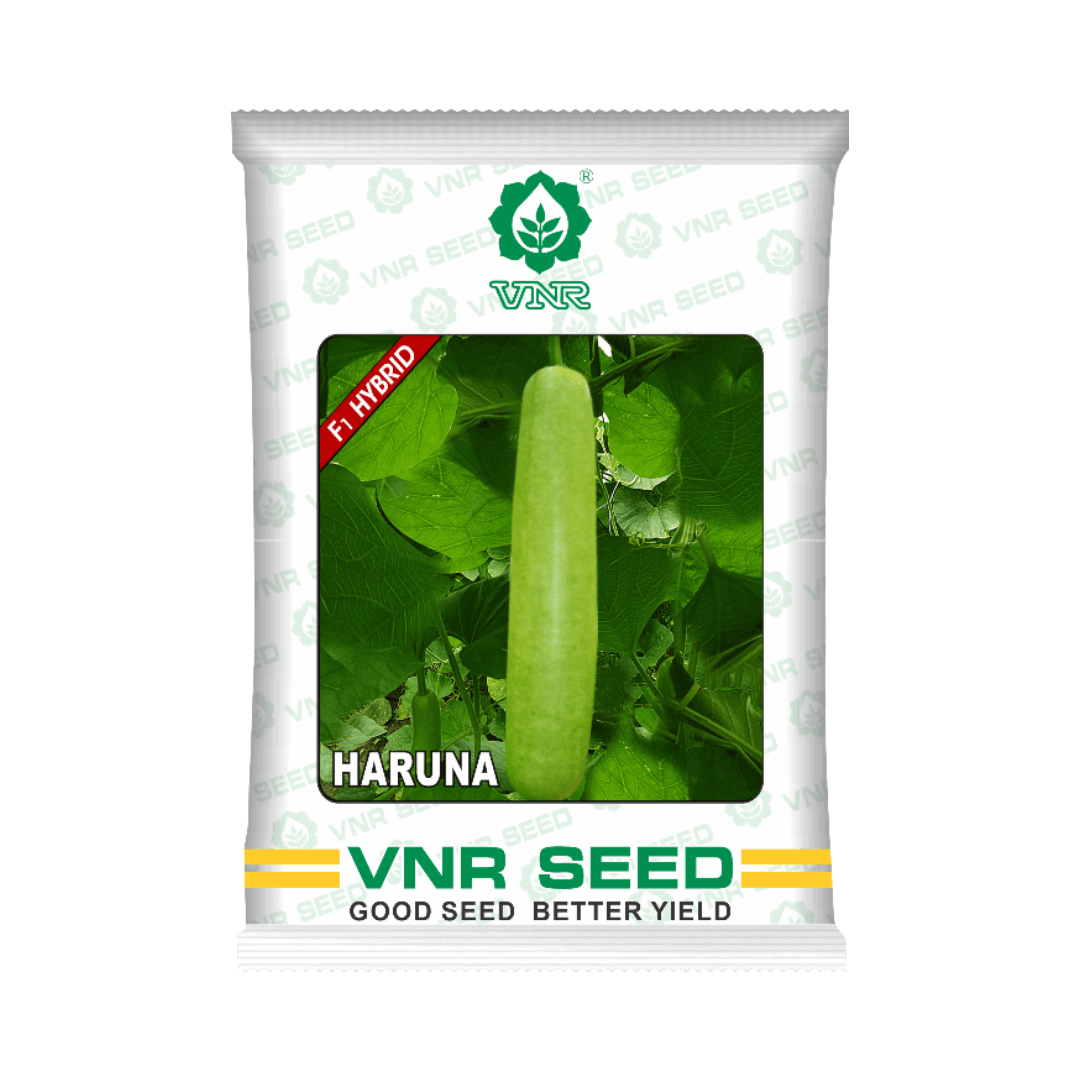 Haruna Bottle Gourd Seeds - VNR | F1 Hybrid | Buy Online at Best Price