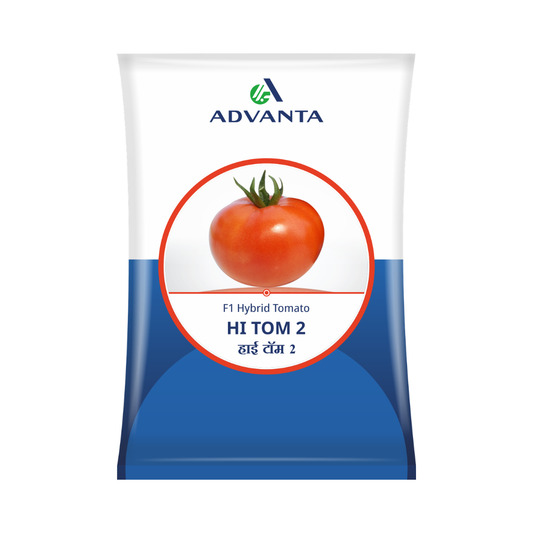 HI TOM 2 Tomato Seeds - Advanta | F1 Hybrid | Buy Online at Best Price