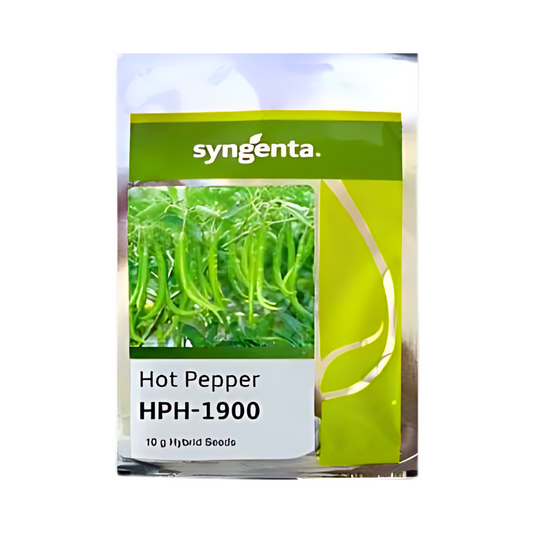 HPH-1900 Chilli Seeds -Syngenta | F1 Hybrid | Buy Online at Best Price