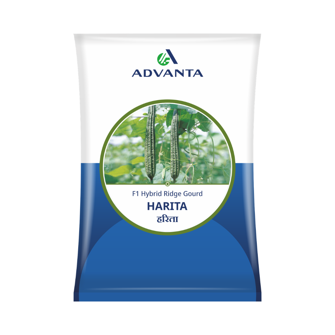 Harita Ridge Gourd Seeds - Advanta | F1 Hybrid | Buy Online Now