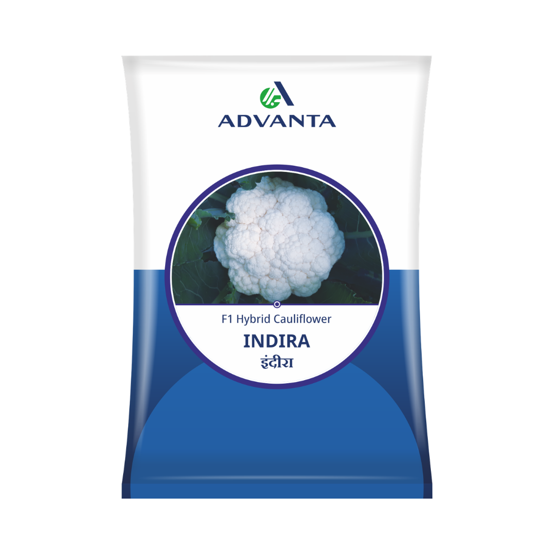 Indira Cauliflower Seeds - Advanta | F1 Hybrid | Buy Online Now