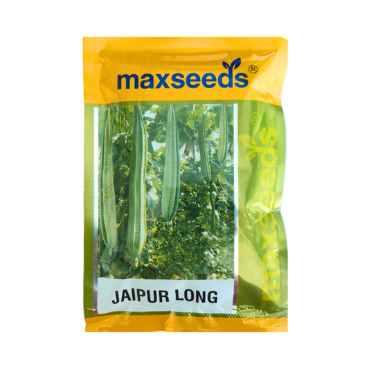 Max Jaipur Long Ridge Gourd Seeds | F1 Hybrid | Buy Online at Best Price