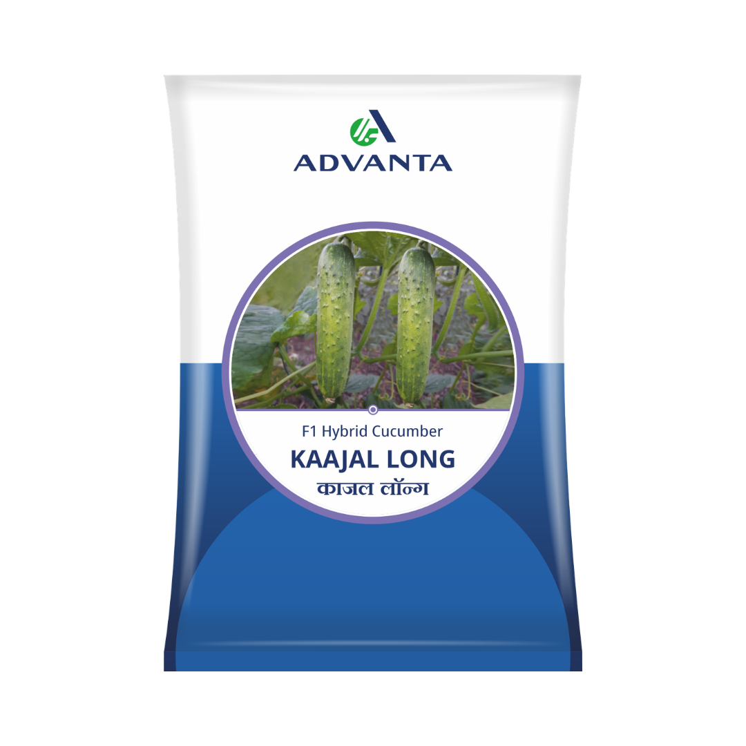 Kaajal Long Cucumber Seeds - Advanta | F1 Hybrid | Buy Online at Best Price