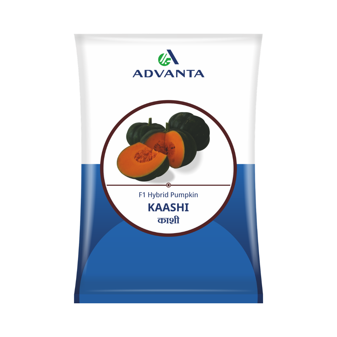 Kaashi Pumpkin Seeds - Advanta | F1 Hybrid | Buy Online at Best Price