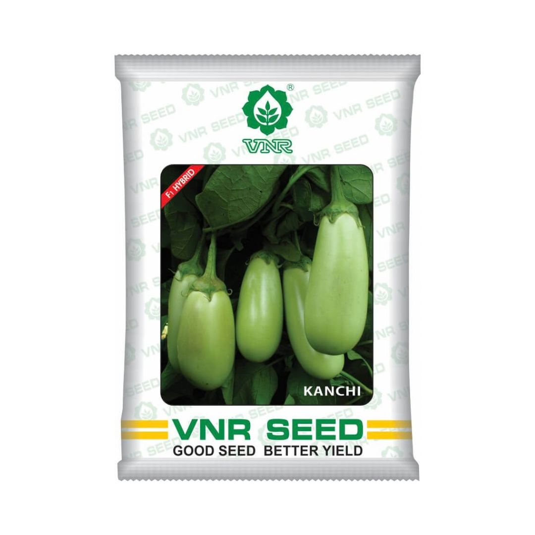 Kanchi Brinjal Seeds - VNR | F1 Hybrid | Buy Online at Best Price
