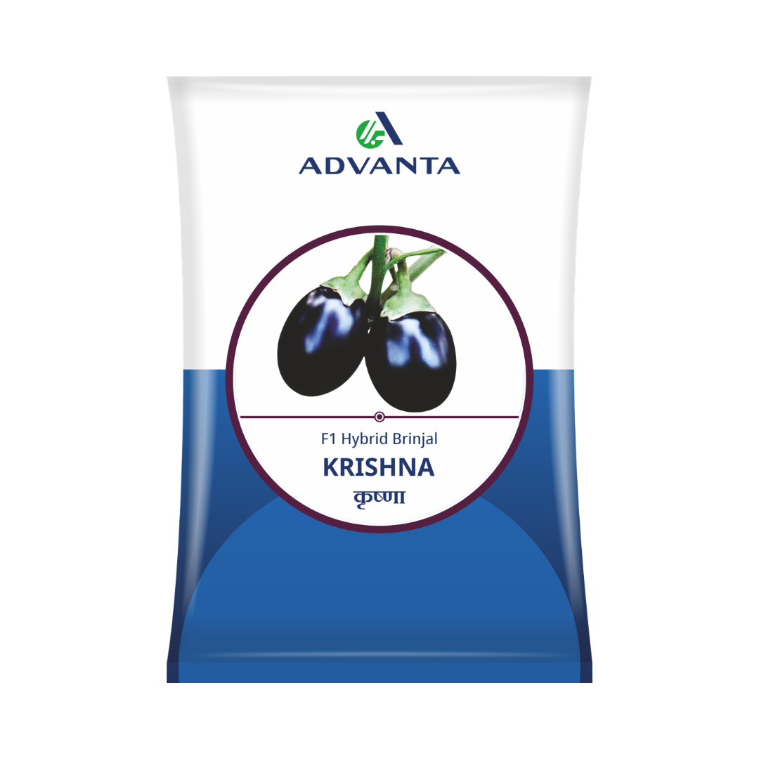 Krishna Brinjal Seeds - Advanta | F1 Hybrid | Buy Online at Best Price