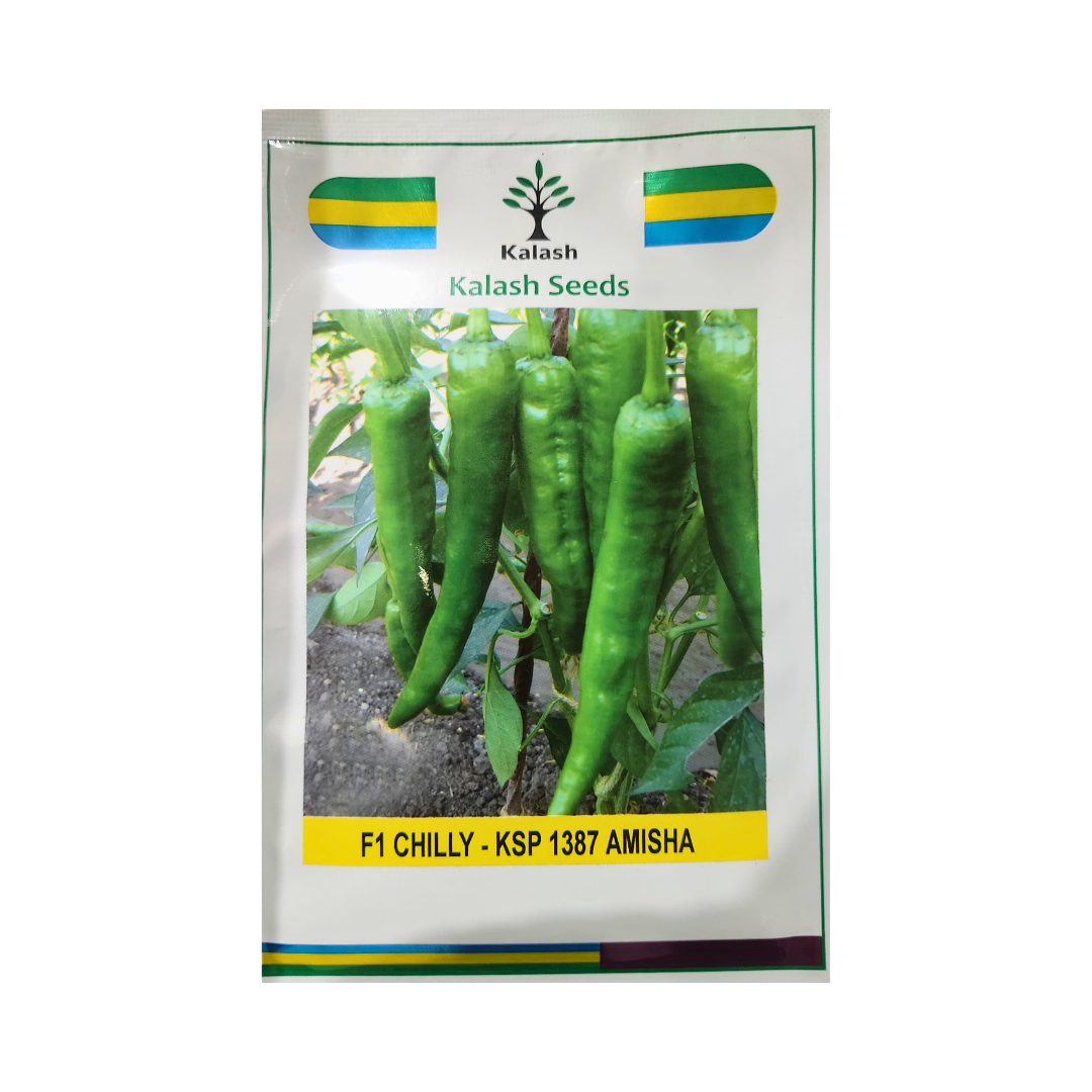 KSP 1387 Amisha Chilli Seeds - Kalash | F1 Hybrid | Buy Online at Best Price
