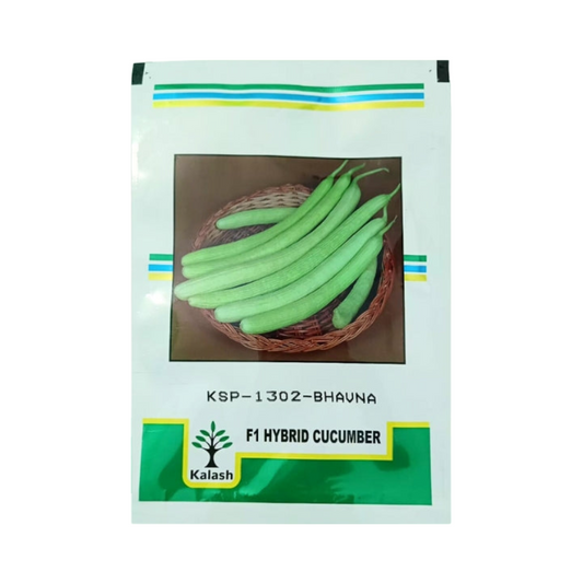 KSP 1302 Bhavna Cucumber Seeds - Kalash | F1 Hybrid | Buy Online Now