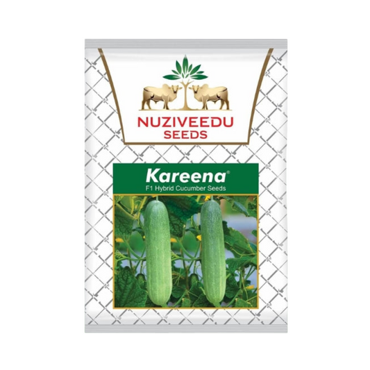 Kareena Cucumber Seeds - Nuziveedu | F1 Hybrid | Buy Online at Best Price
