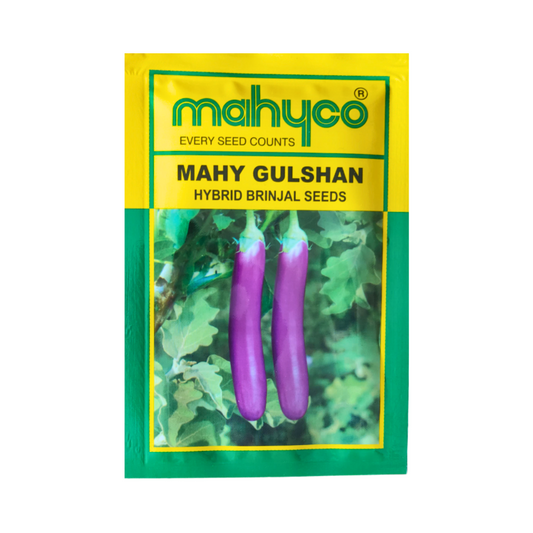 MAHY Gulshan Brinjal Seeds - Mahyco | F1 Hybrid | Buy Online at Best Price