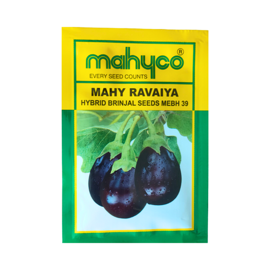 Ravaiya Brinjal Seeds - Mahyco | F1 Hybrid | Buy Online at Best Price