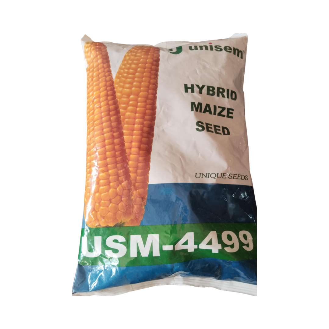 USM-4499 Maize Seeds - Unisem | F1 Hybrid | Buy Online Now