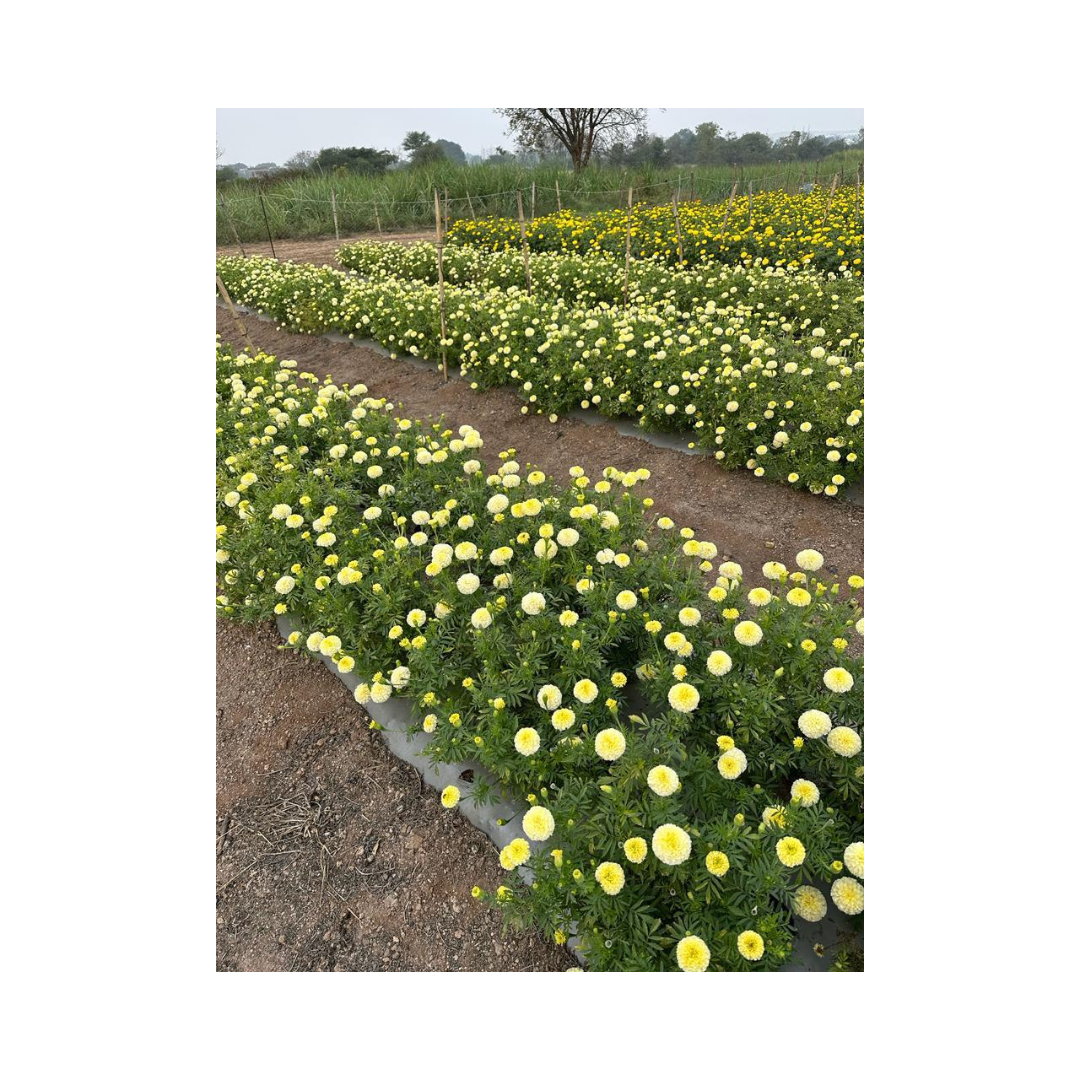 Vennila Marigold Seeds - Sihi Seeds | F1 Hybrid | Buy Online Now