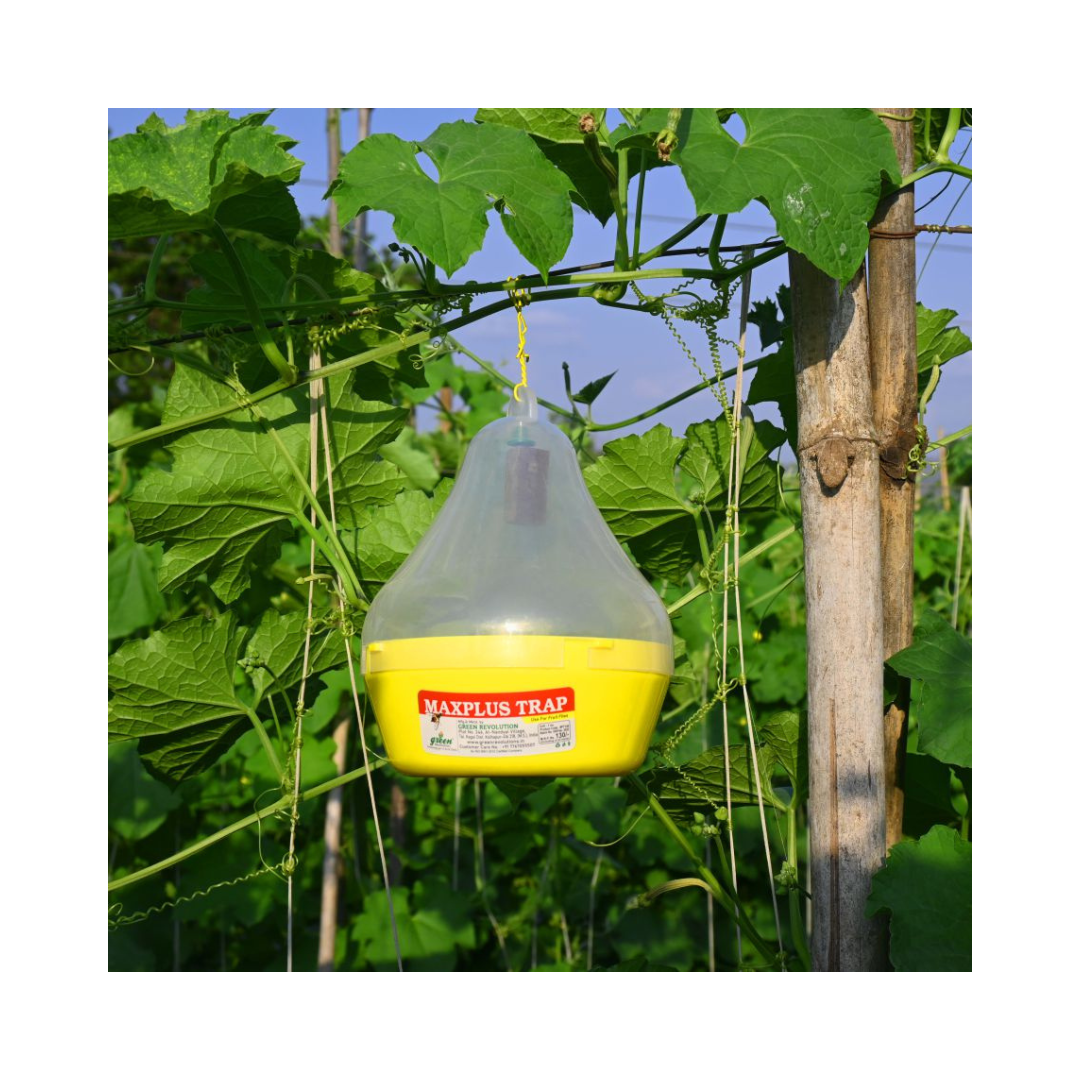 Maxplus Trap Fruit Fly Trap (Pack of 10) - Green Revolution | Buy Now