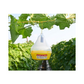 Maxplus Trap Fruit Fly Trap (Pack of 10) - Green Revolution | Buy Now