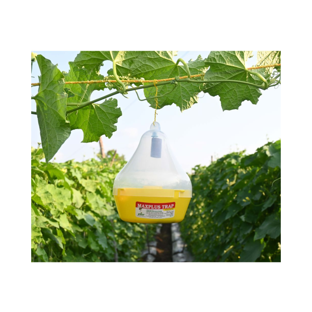 Maxplus Trap Fruit Fly Trap (Pack of 10) - Green Revolution | Buy Now