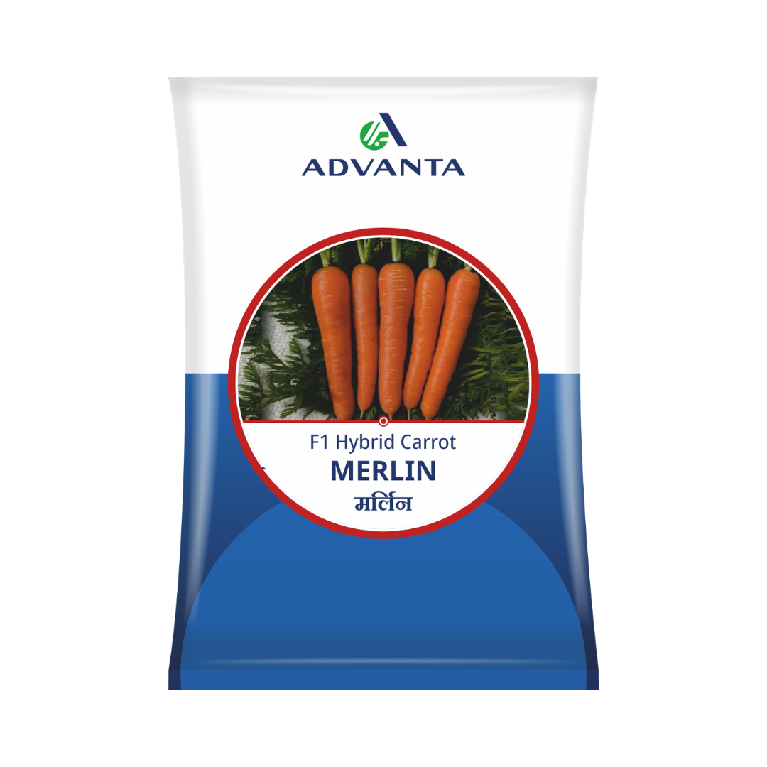 Merlin Carrot Seeds - Advanta | F1 Hybrid | Buy Online at Best Price