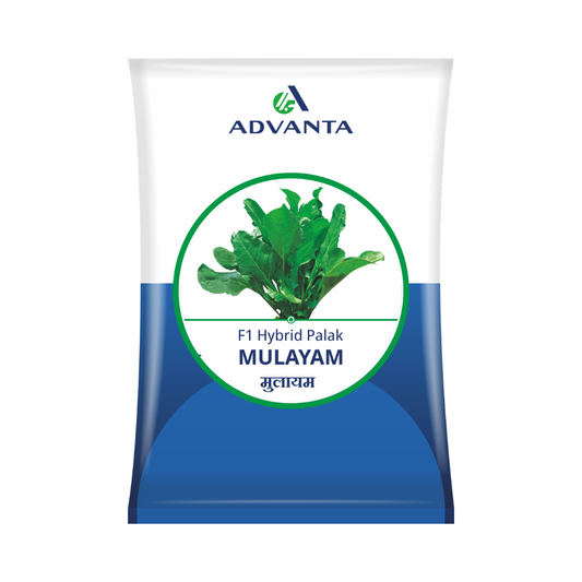 Mulayam Spinach Seeds - Advanta | F1 Hybrid | Buy Online at Best Price