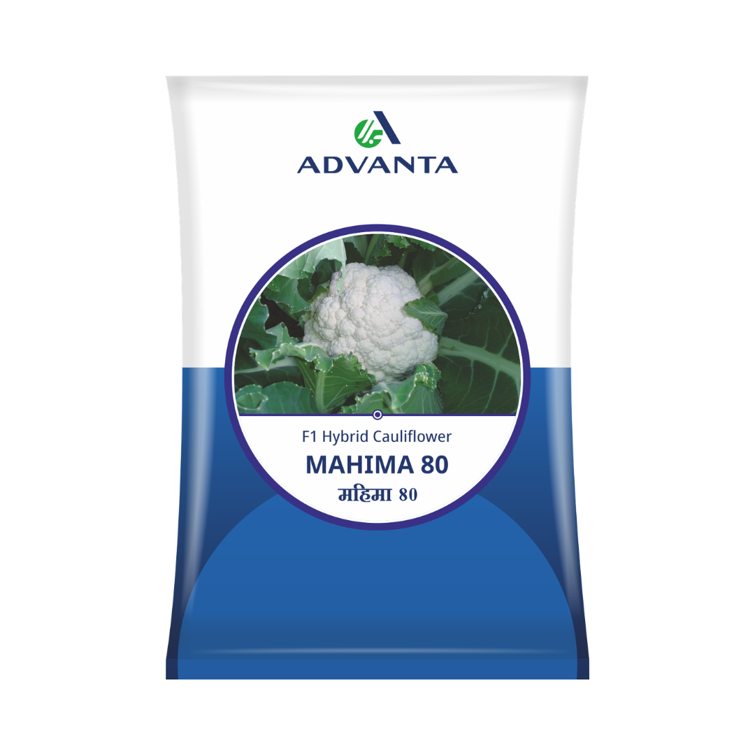 Mahima 80 Cauliflower seeds - Advanta | F1 Hybrid | Buy Online Now