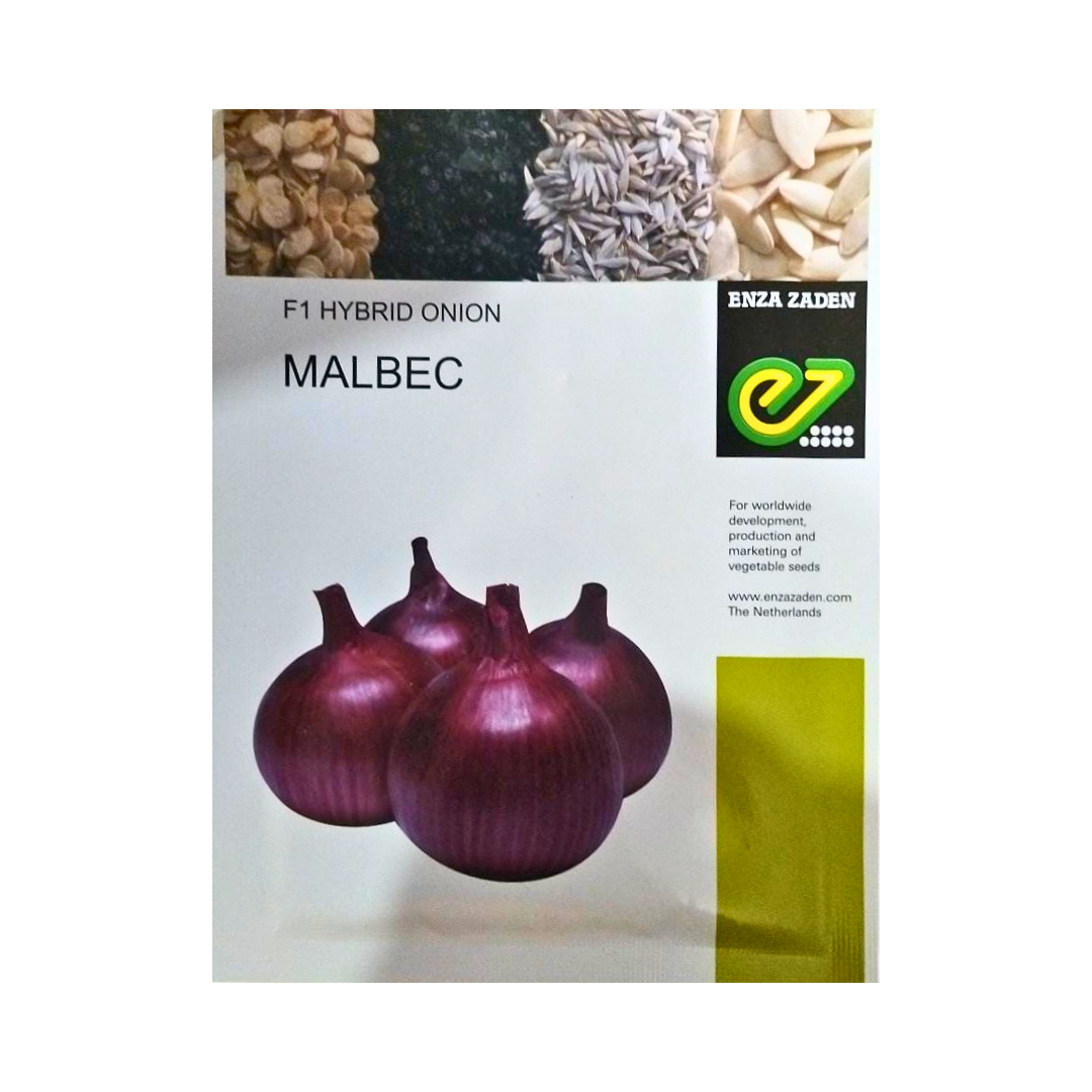 Malbec Onion Seeds - Enza Zaden | F1 Hybrid | Buy Online - DesiKheti