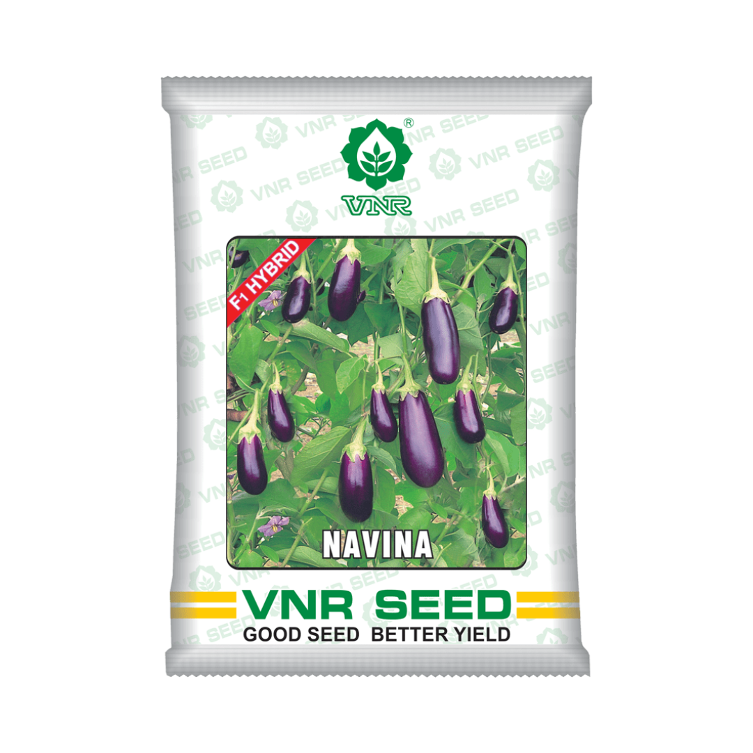 Navina Brinjal Seeds - VNR | F1 Hybrid | Buy Online at Best Price