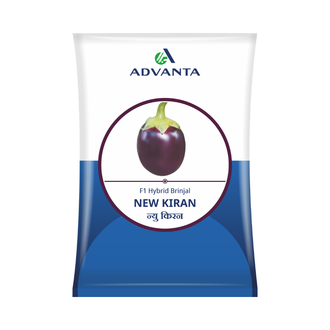 New Kiran Brinjal Seeds - Advanta | F1 Hybrid | Buy Online at Best Price