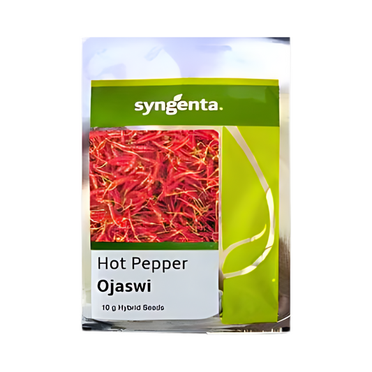 Ojaswi Chilli (HPH-017) Seeds - Syngenta | F1 Hybrid | Buy Online at Best Price
