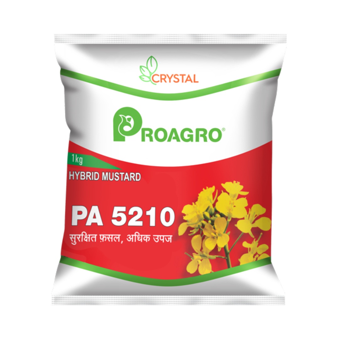 PA 5210 Mustard Seeds